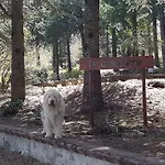 Le Conifere 아파트