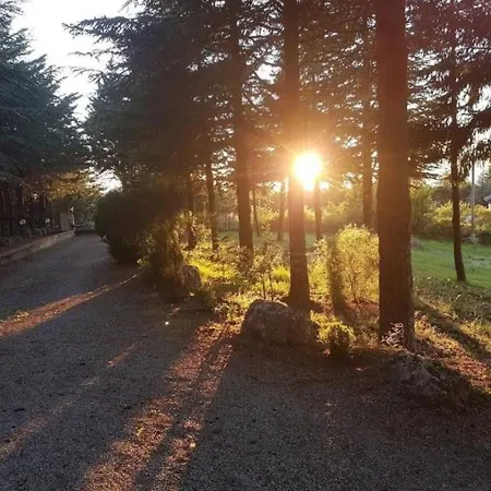 Le Conifere * Pignola